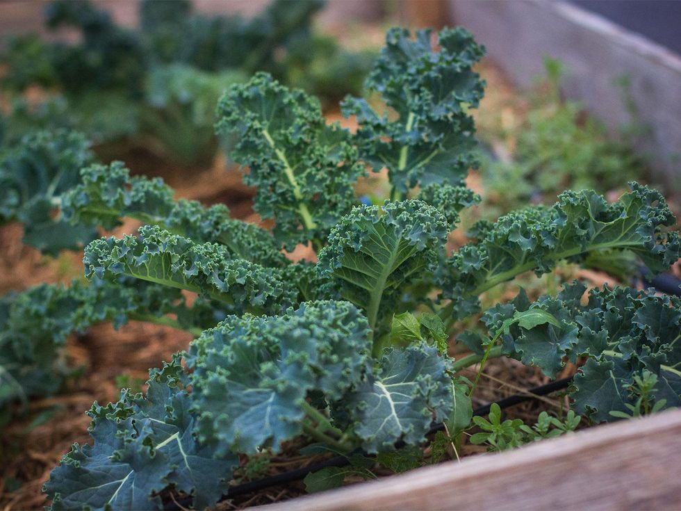 Kale growing in a raised garden bed.