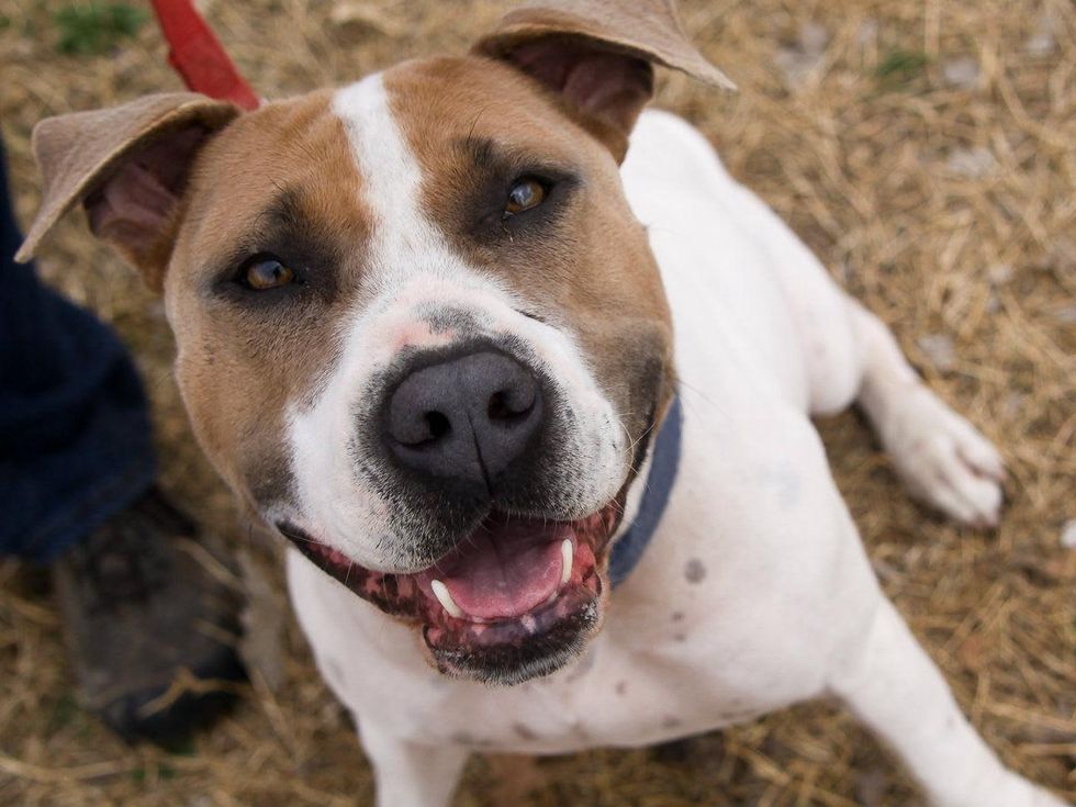 Kate Austin Pets Alive