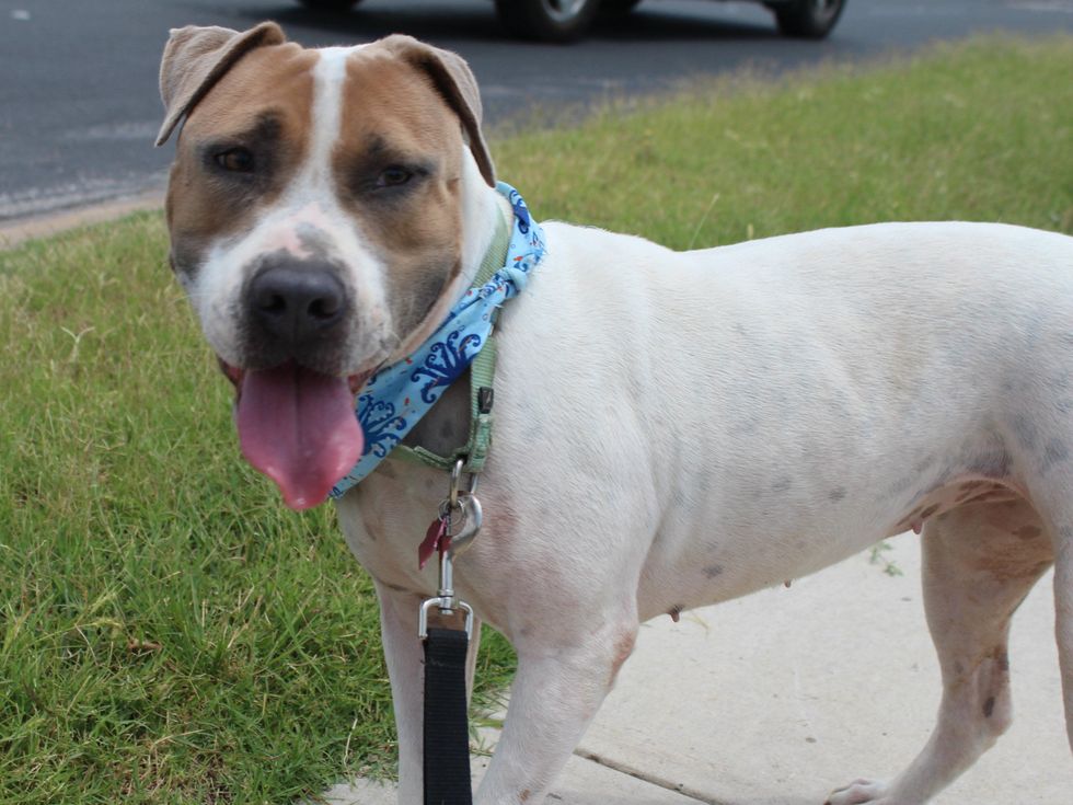 Kate Austin Pets Alive