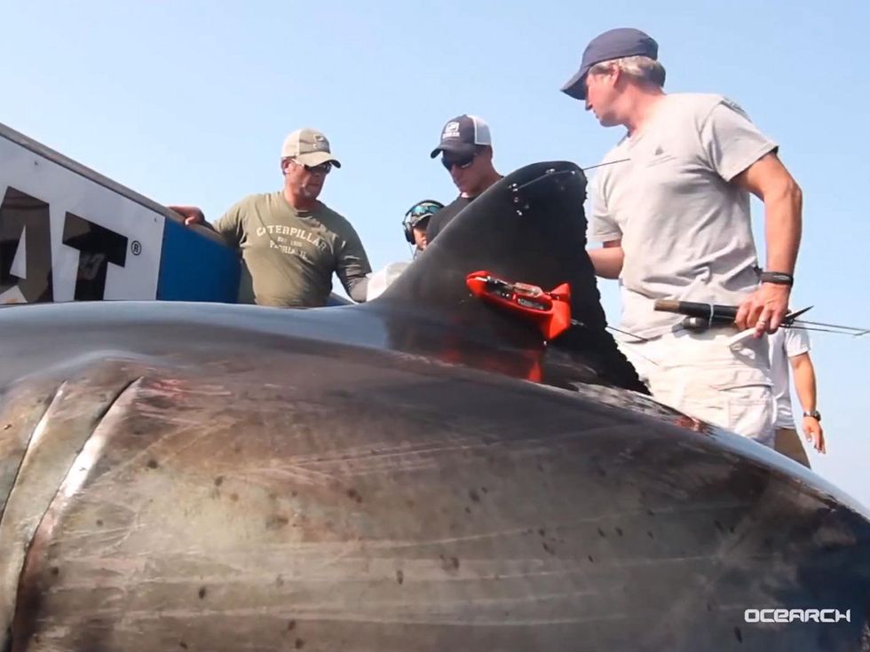 Katharine shark great white capture August 2013