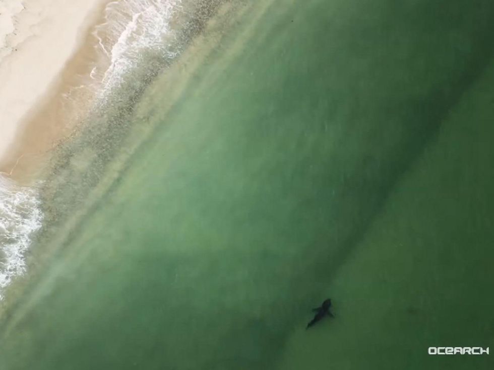 Katharine shark great white capture August 2013