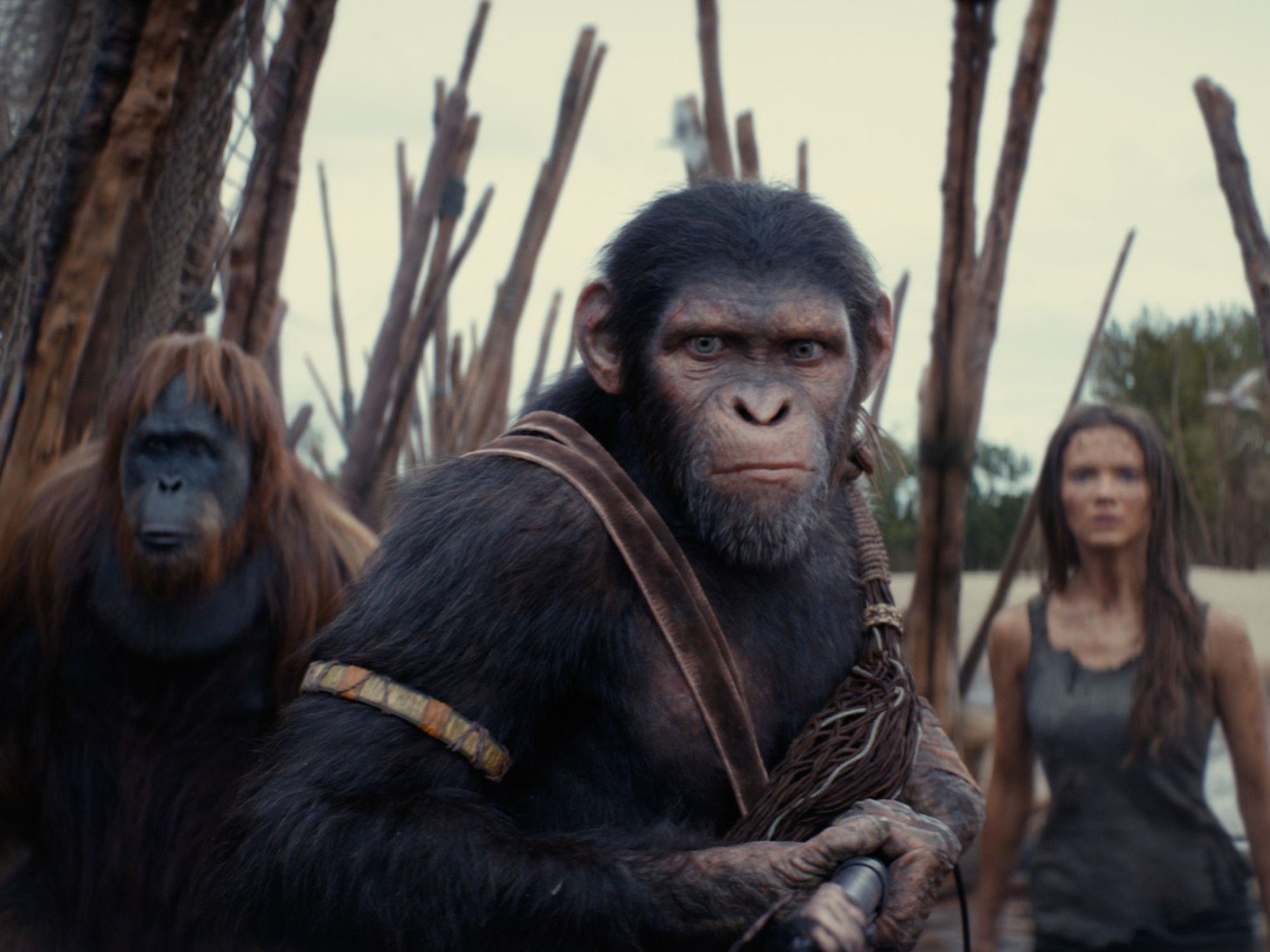 Kingdom of the Planet of the Apes.