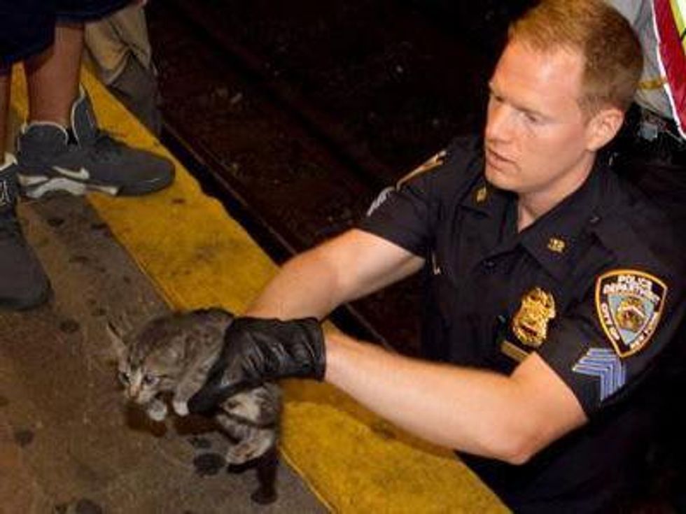 Kitten rescued on New York Subway tracks