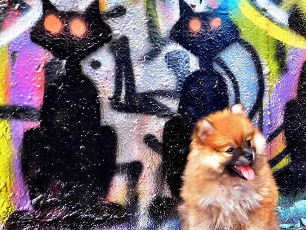 Know ATX Instagram account puppy Austin graffiti Castle Park