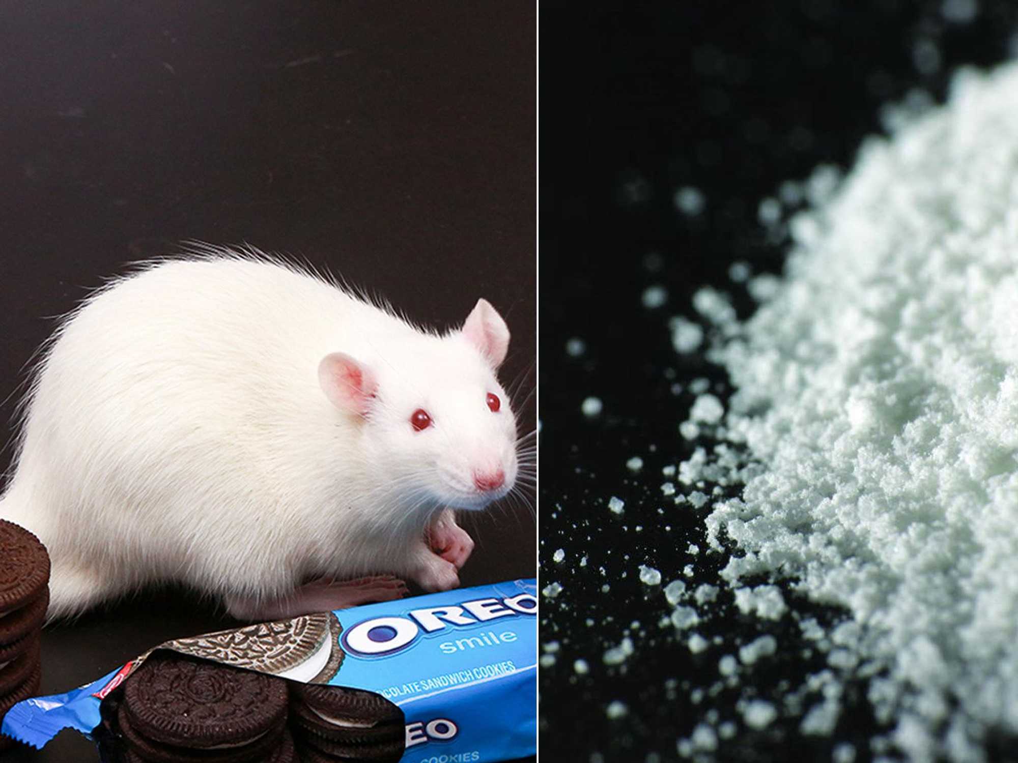 lab rat with Oreo cookies and cocaine