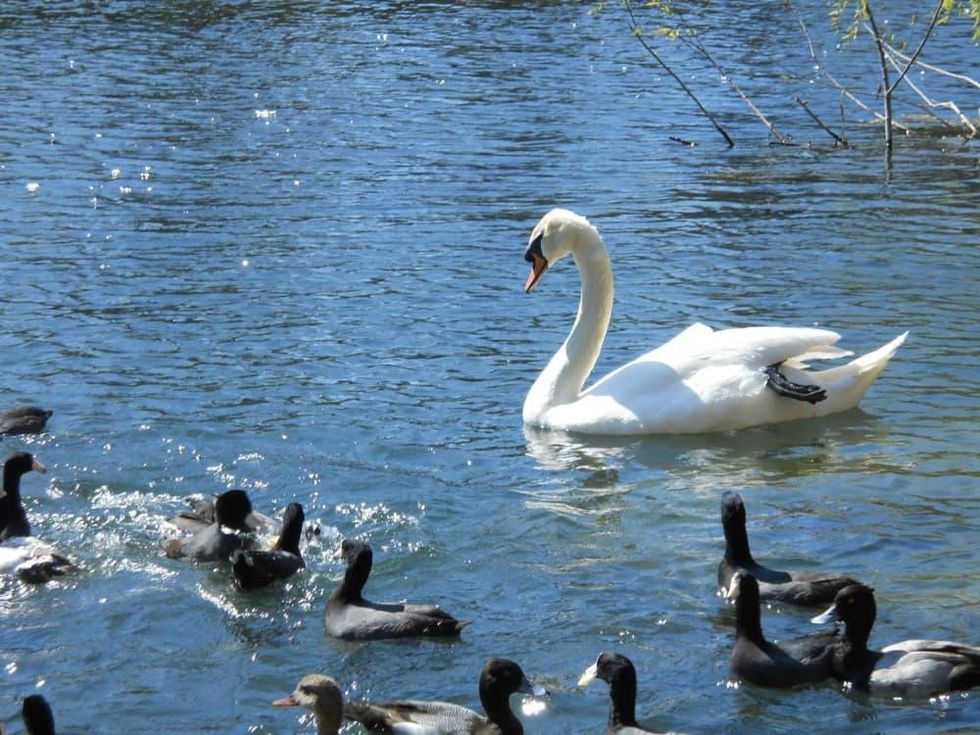 Lady Bird Lake Town Lake swan ducks