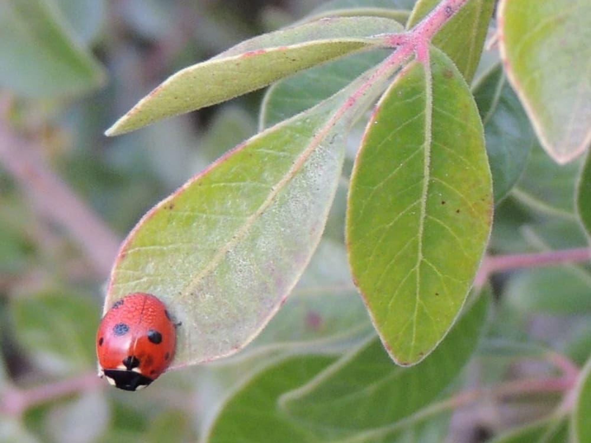 Ladybug Austin park