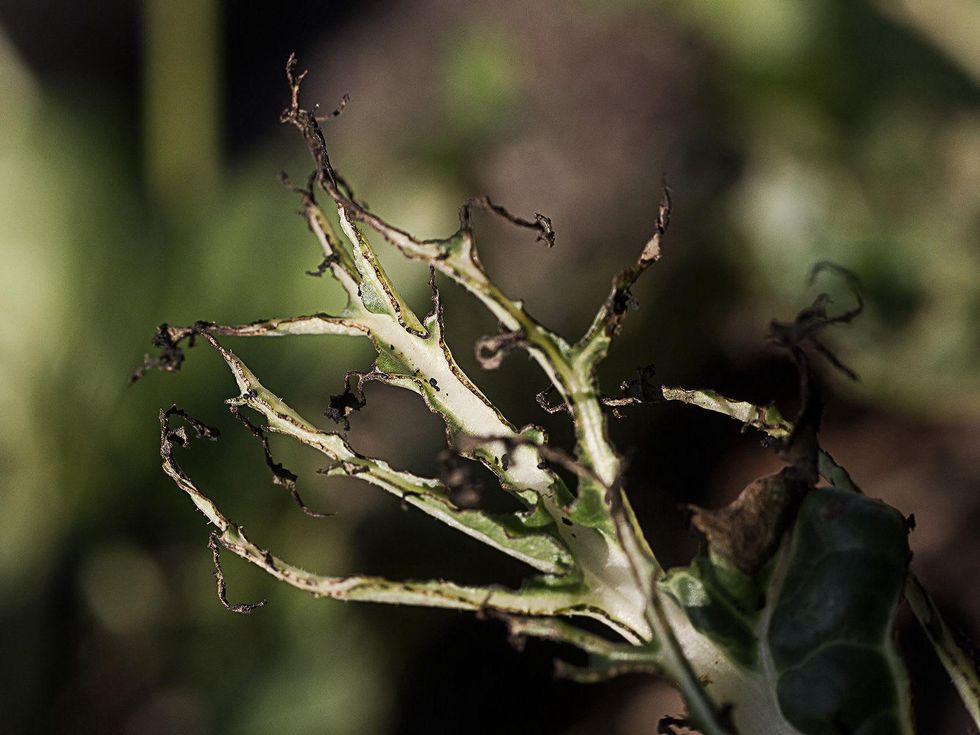 Leaf of Swiss chard damaged by blister beetles