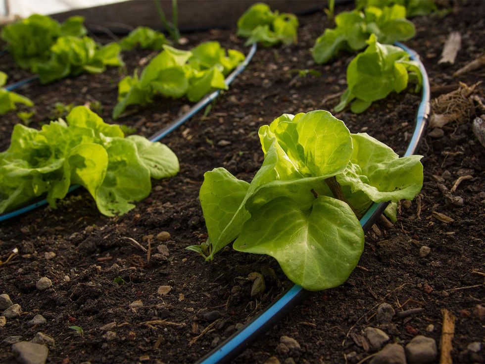 Lettuce with drip irrigation lines