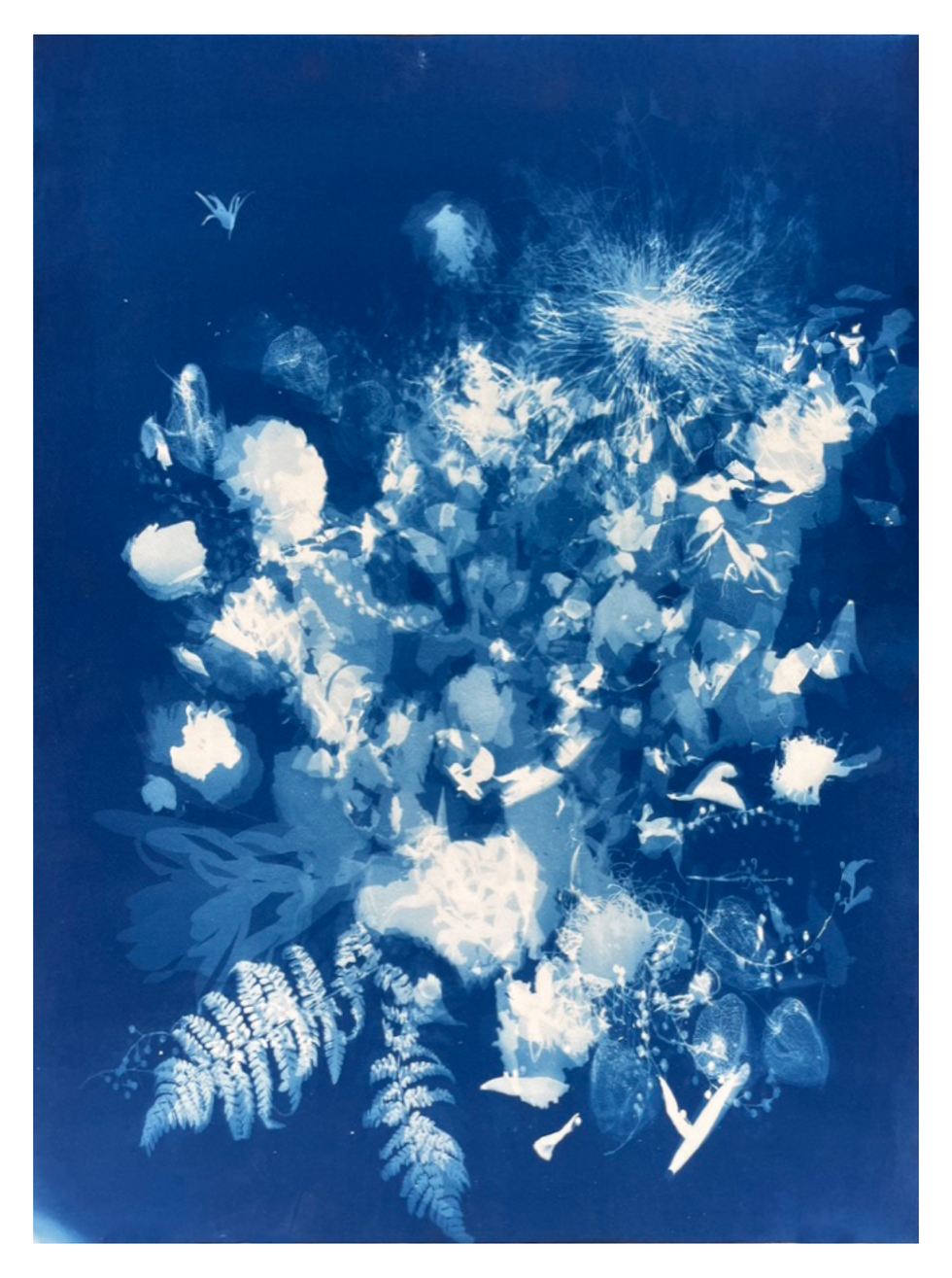 "Light Bouquet ii - Cyanotype After Rachel Ruych" by Rachel Wolfson Smith