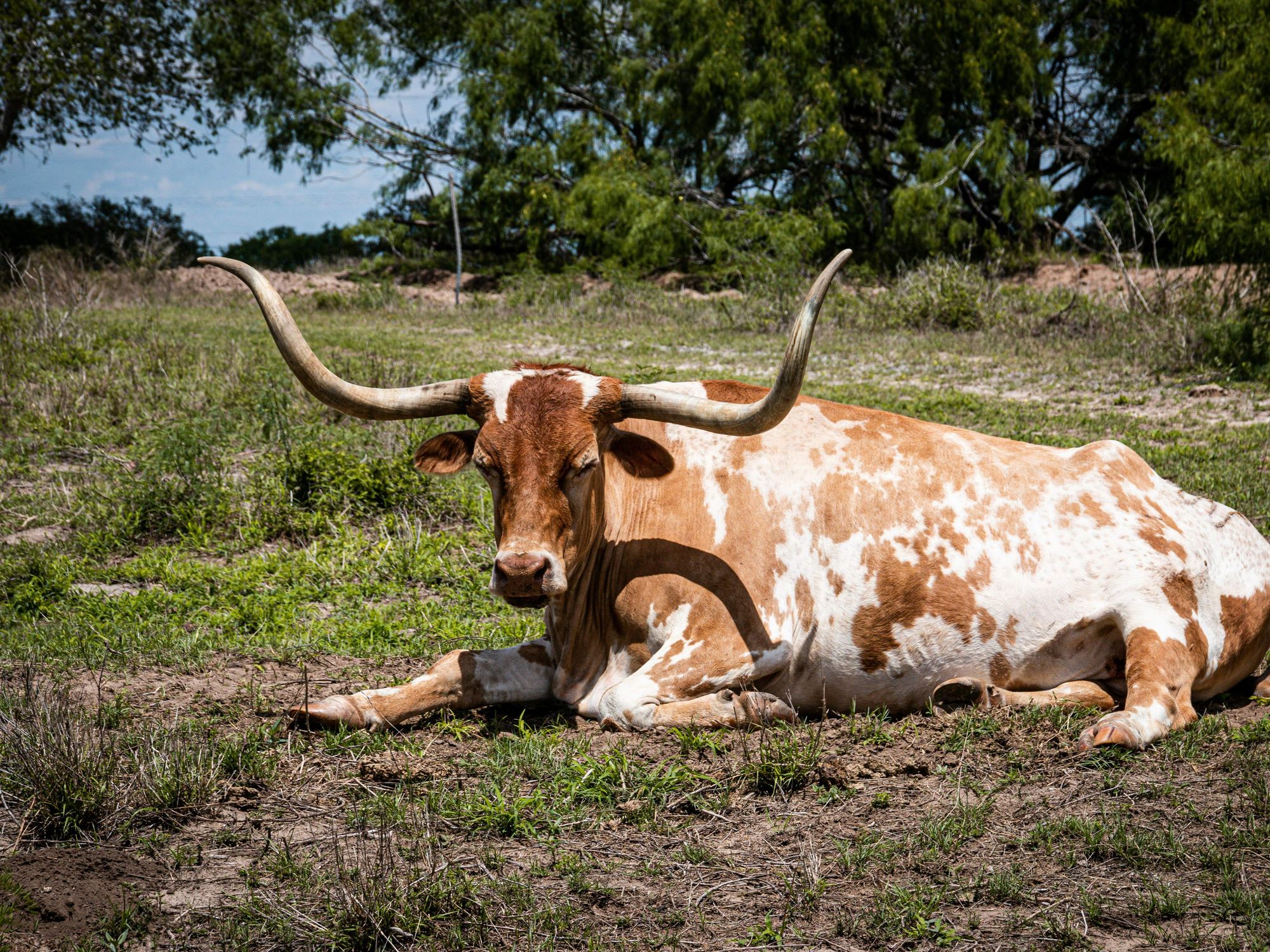 Longhorn in grass