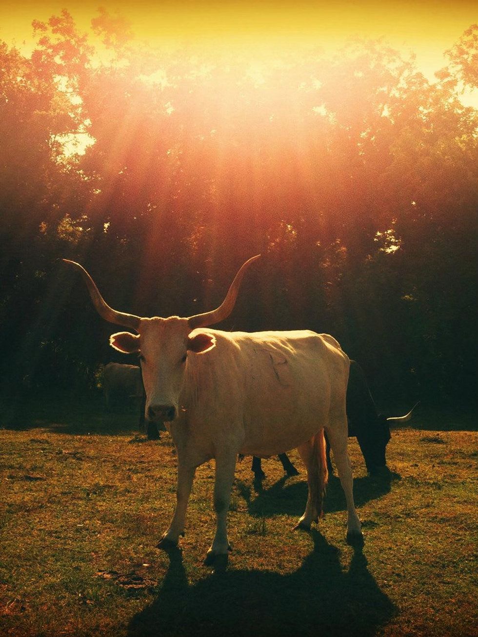 Longhorn UFO iPhone photo