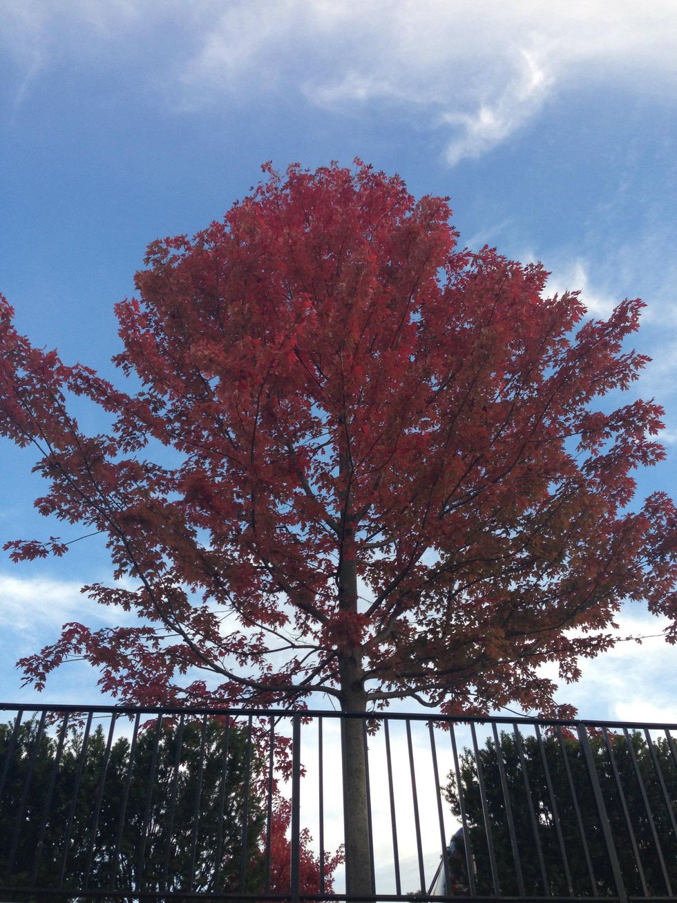 Love Inks, Boston Red Trees