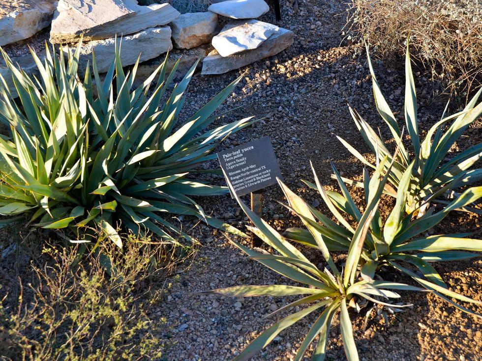 Luci and Ian Family Garden Lady Bird Johnson Wildflower Center in Austin 6