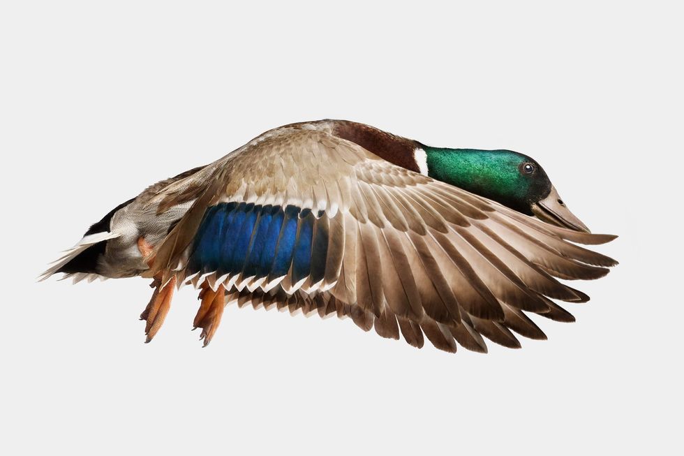 Mallard in Farm Life by Randal Ford
