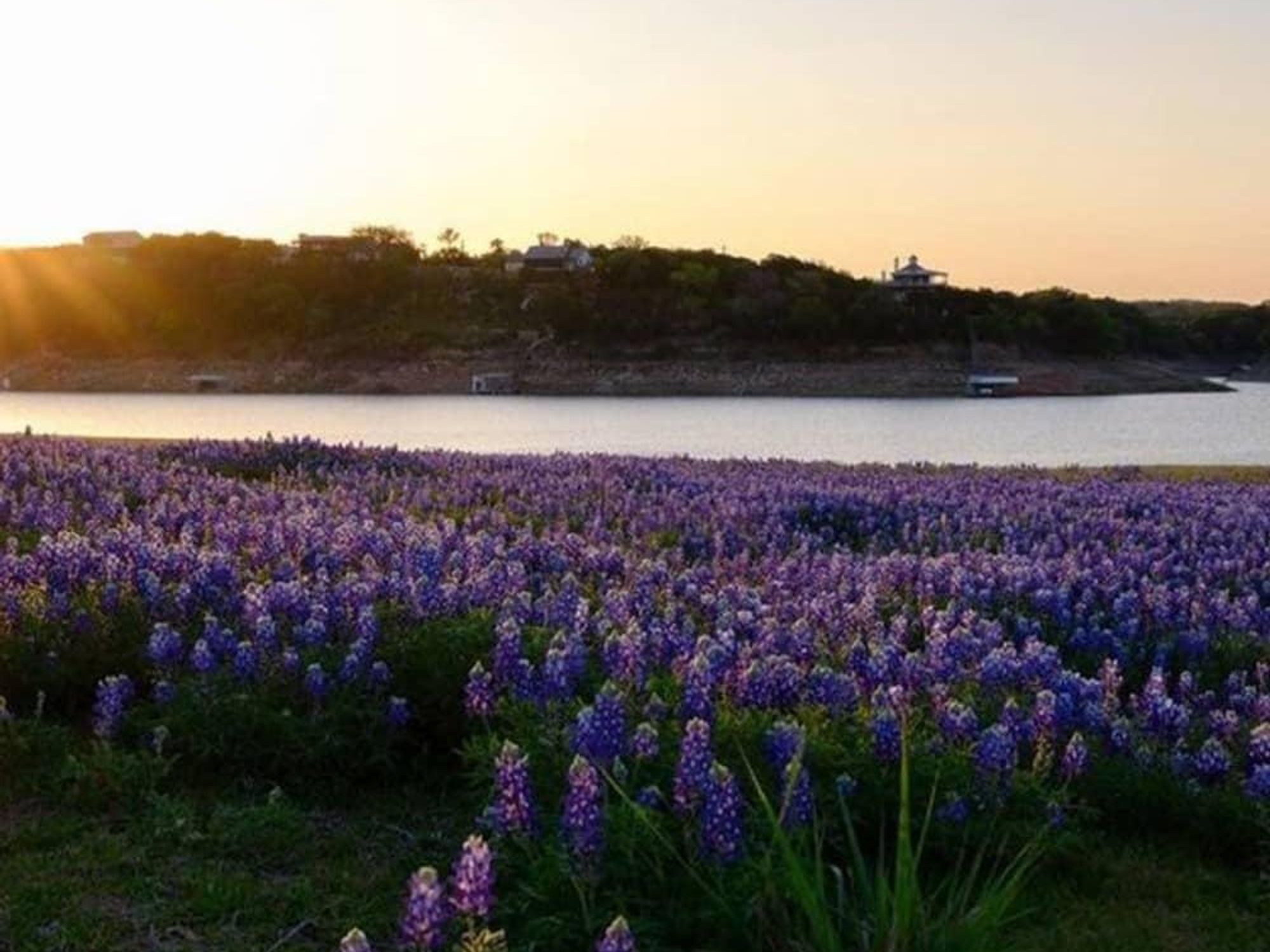 Marble Falls and bluebonnets