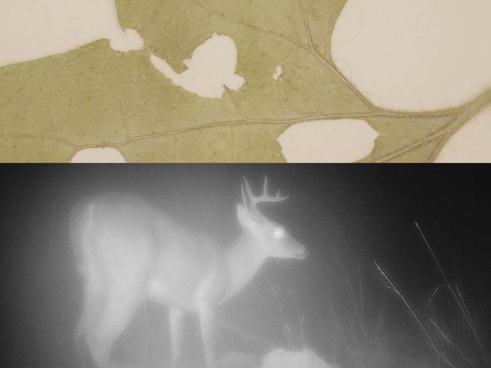 Marianne Hoffmeister Castro's "a seed a deer a seed"