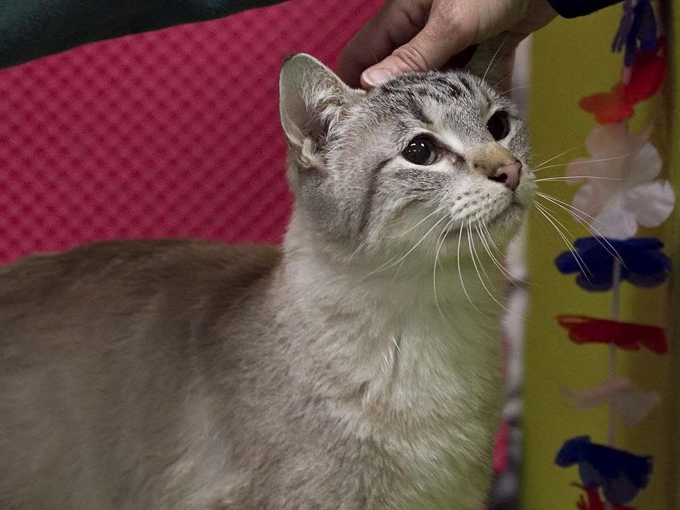 Marlin Austin Pets Alive