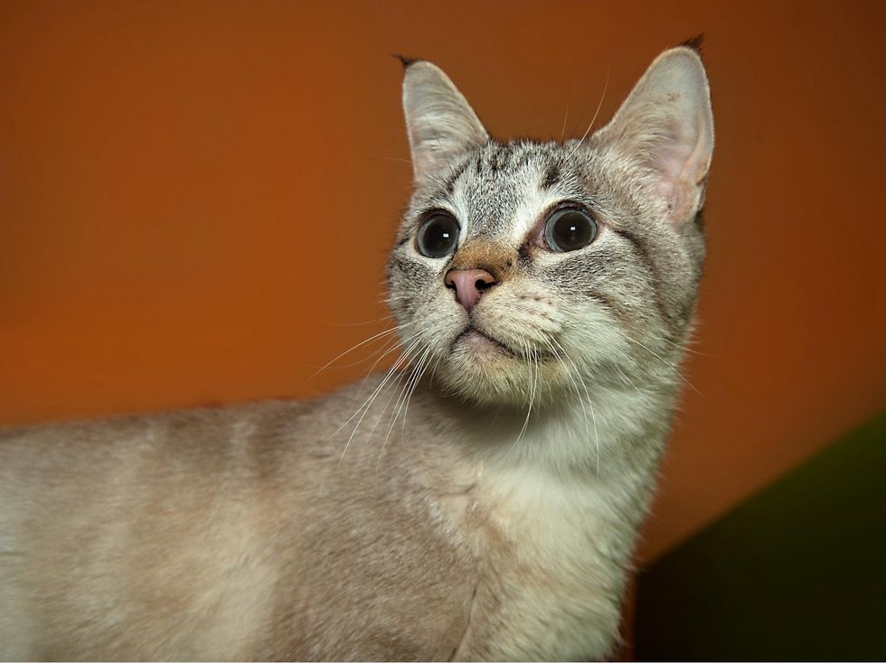 Marlin Austin Pets Alive