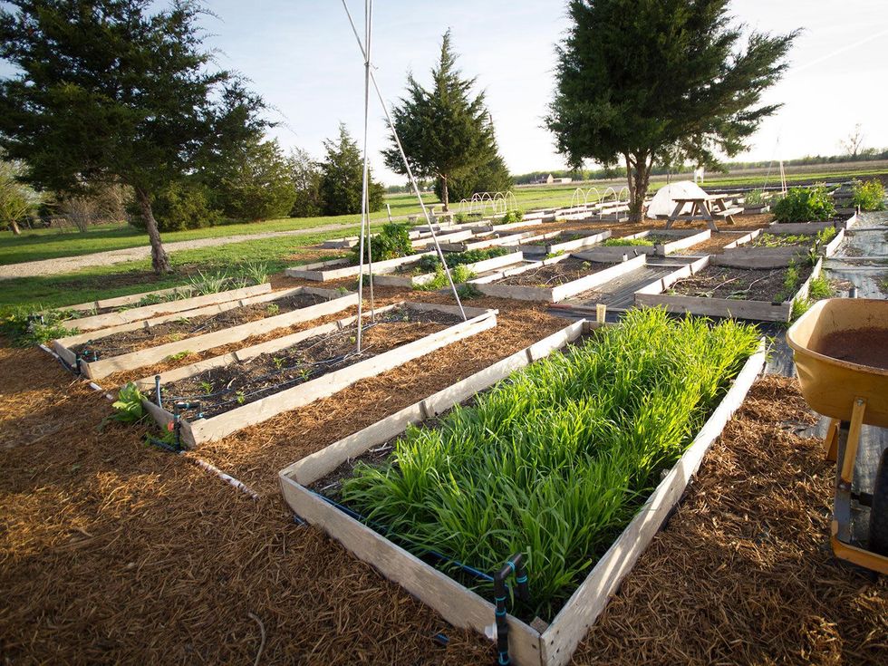 Marshall Hinsley, garden, beds
