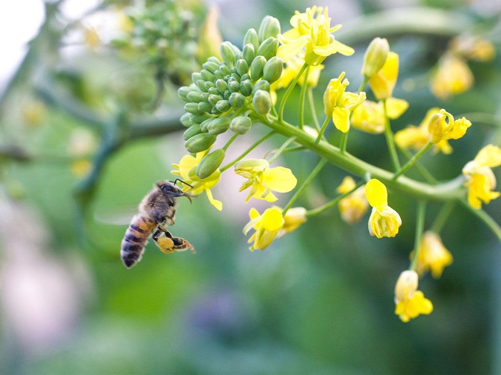 Marshall Hinsley, garden, bee