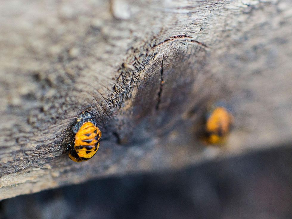 Marshall Hinsley, garden, ladybug larva