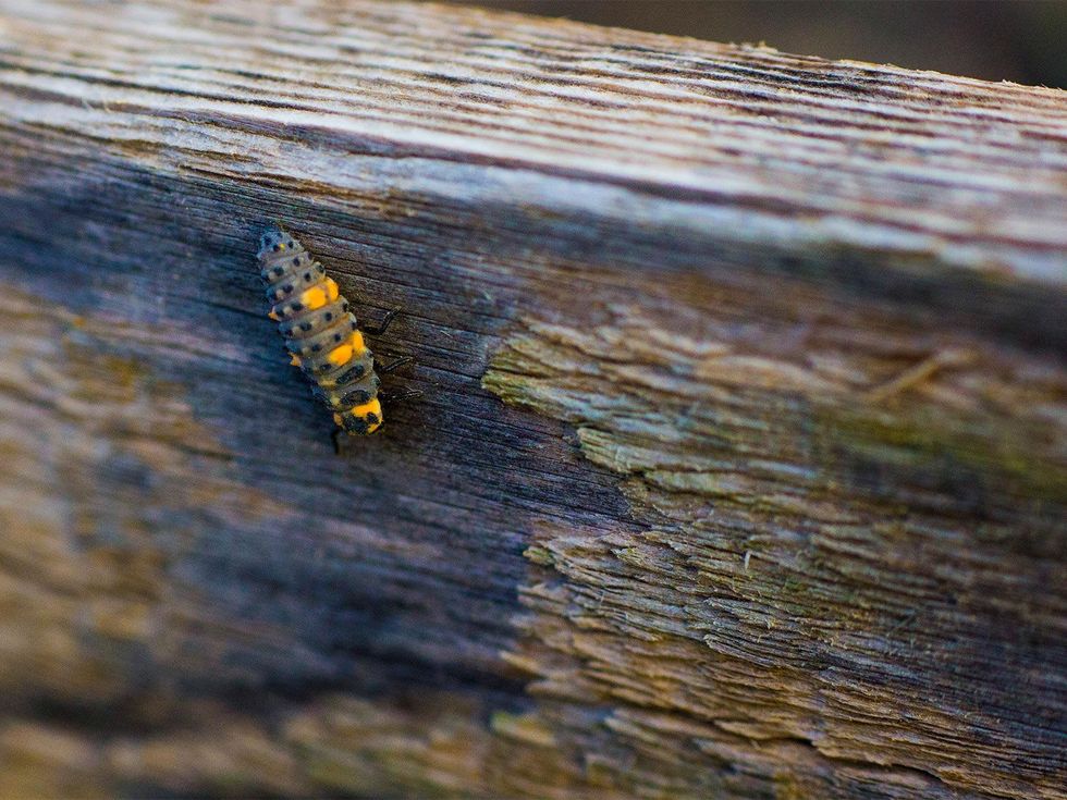 Marshall Hinsley, garden, ladybug