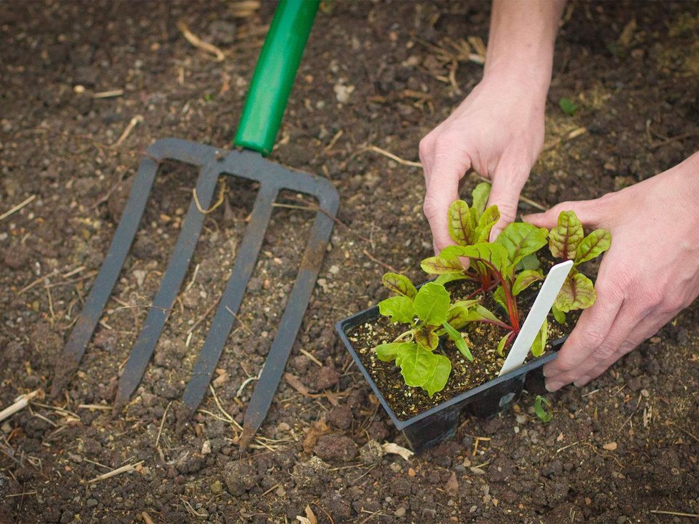 Marshall Hinsley, garden