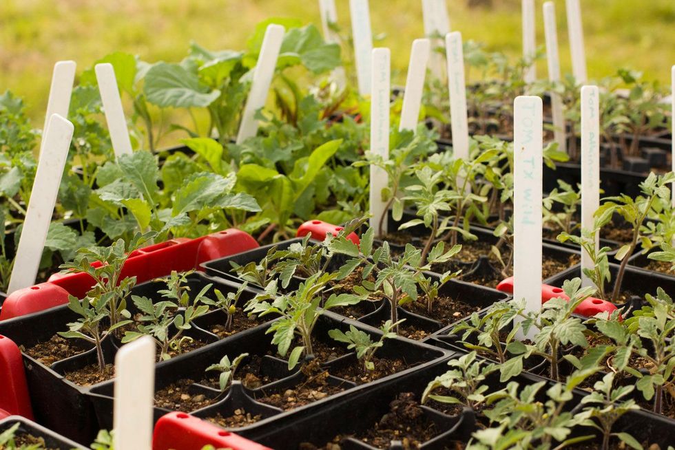 Marshall Hinsley, garden