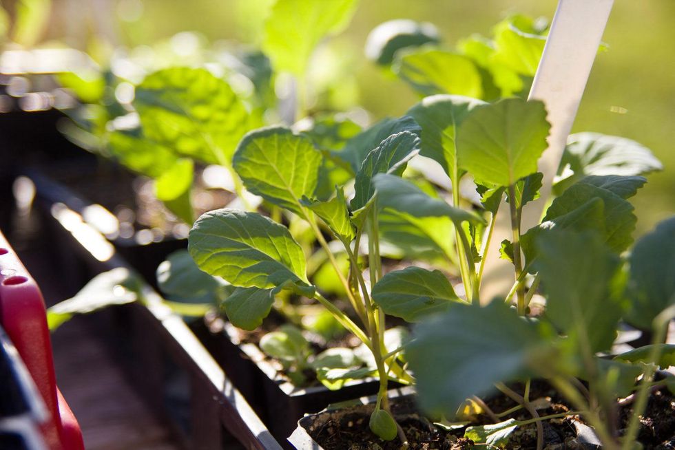 Marshall Hinsley, garden