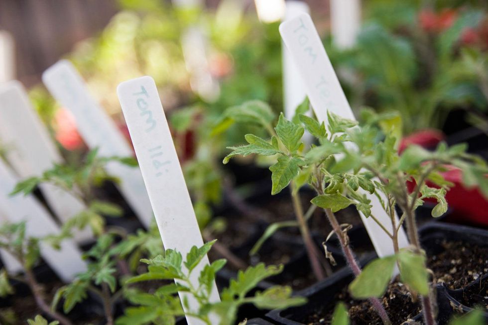 Marshall Hinsley, garden