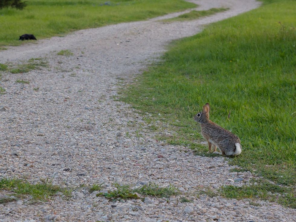 Marshall Hinsley, rabbit