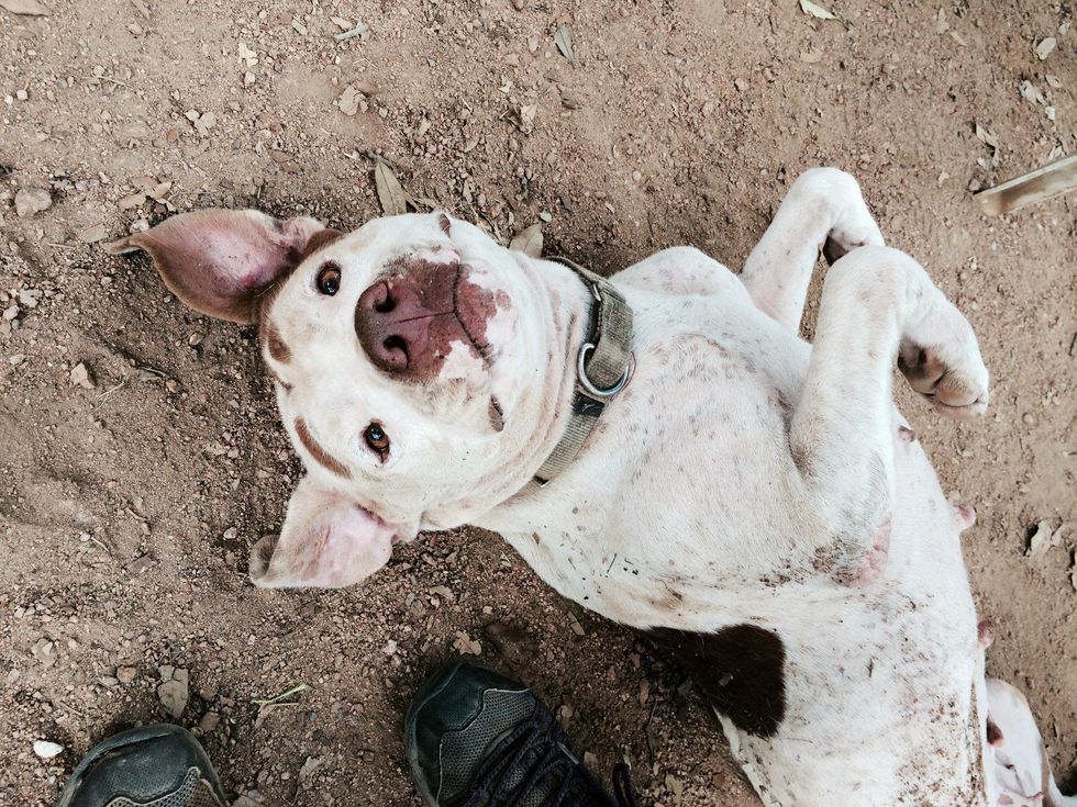 Marybell Austin Pets Alive! dog