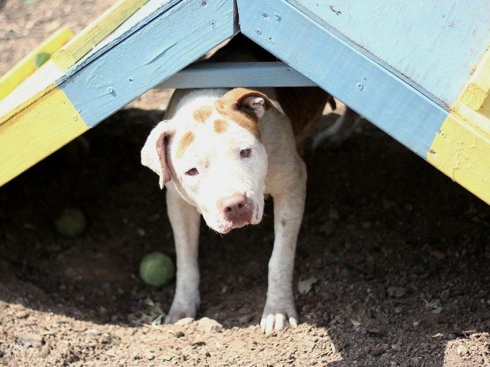 Marybell Austin Pets Alive! dog