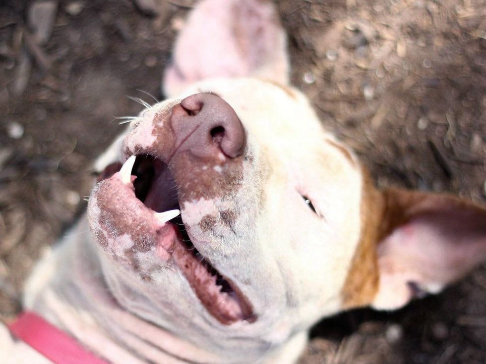 Marybell Austin Pets Alive! dog