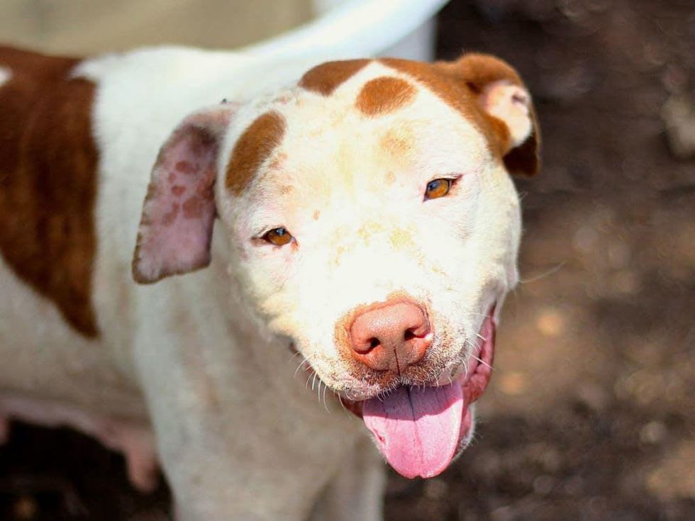 Marybell Austin Pets Alive! dog