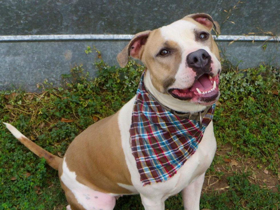 Mattie Austin Pets Alive