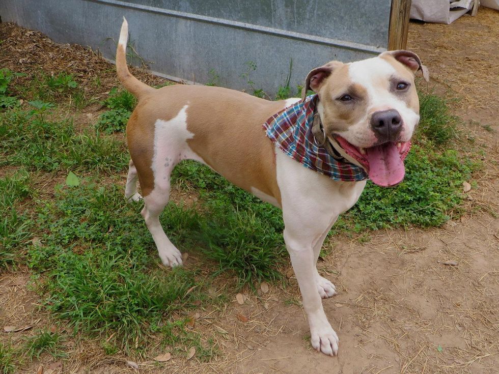 Mattie Austin Pets Alive