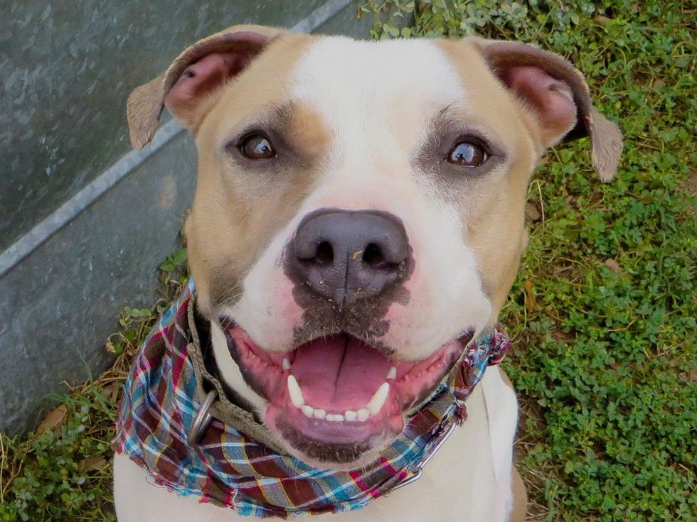 Mattie Austin Pets Alive