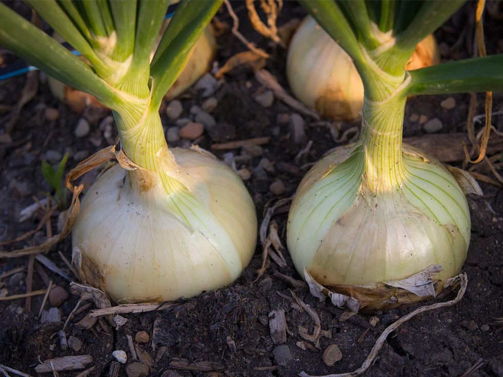 Mature onion bulbs