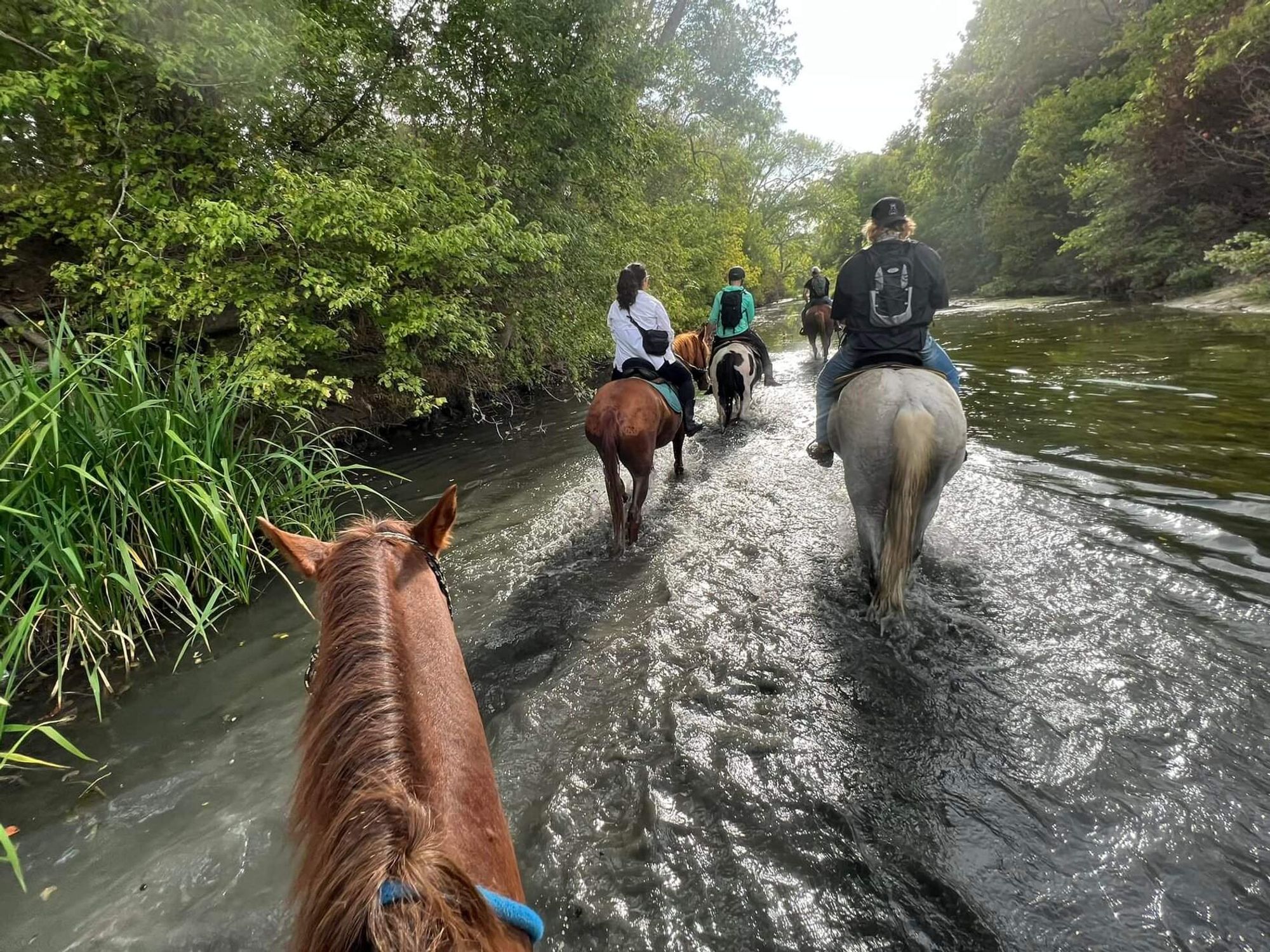 Maverick Horseback Riding Lockhart