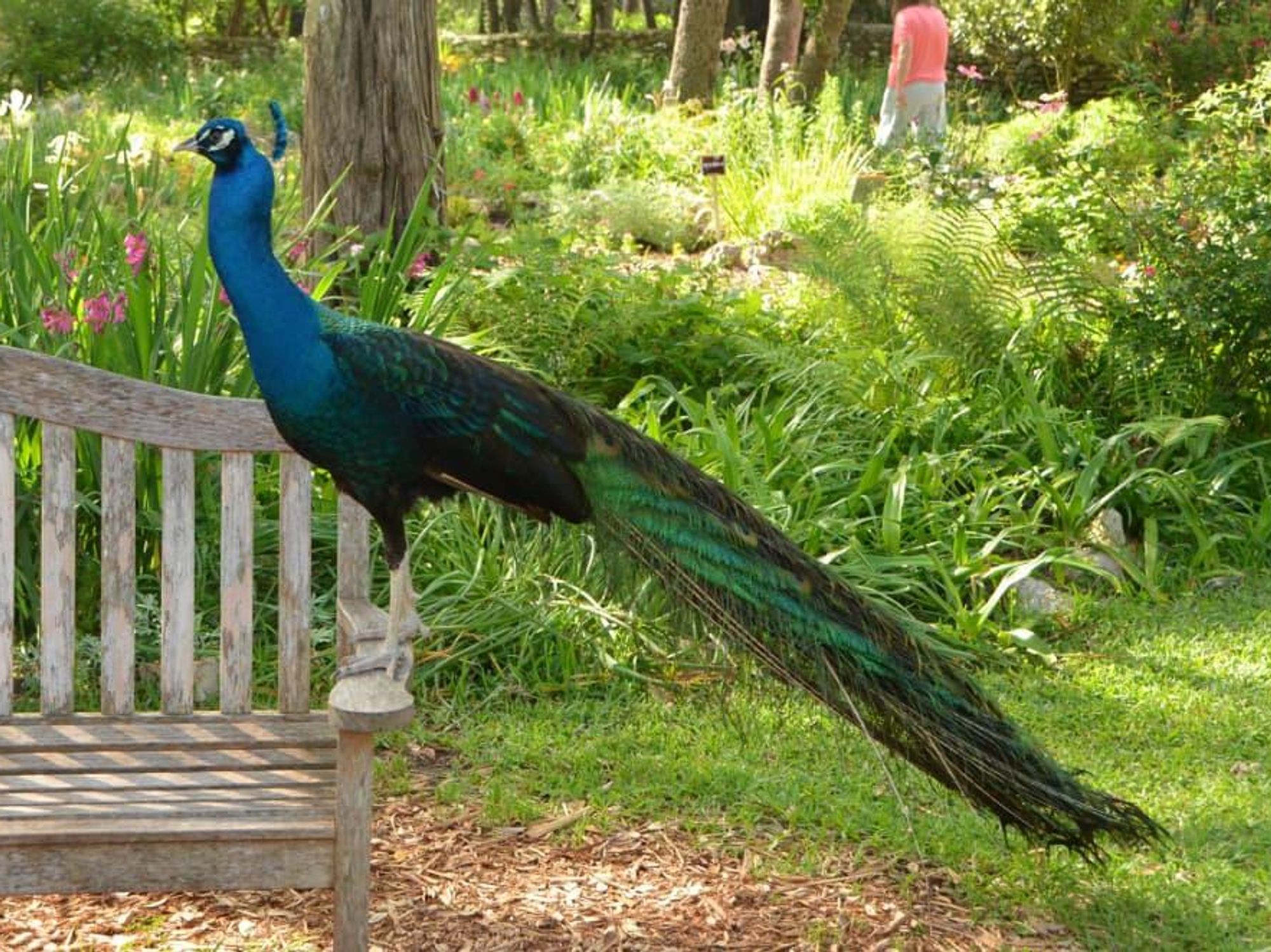 Mayfield Park Austin peacock