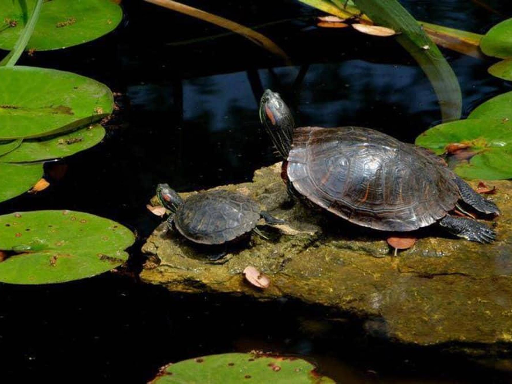 Mayfield Park Austin turtle
