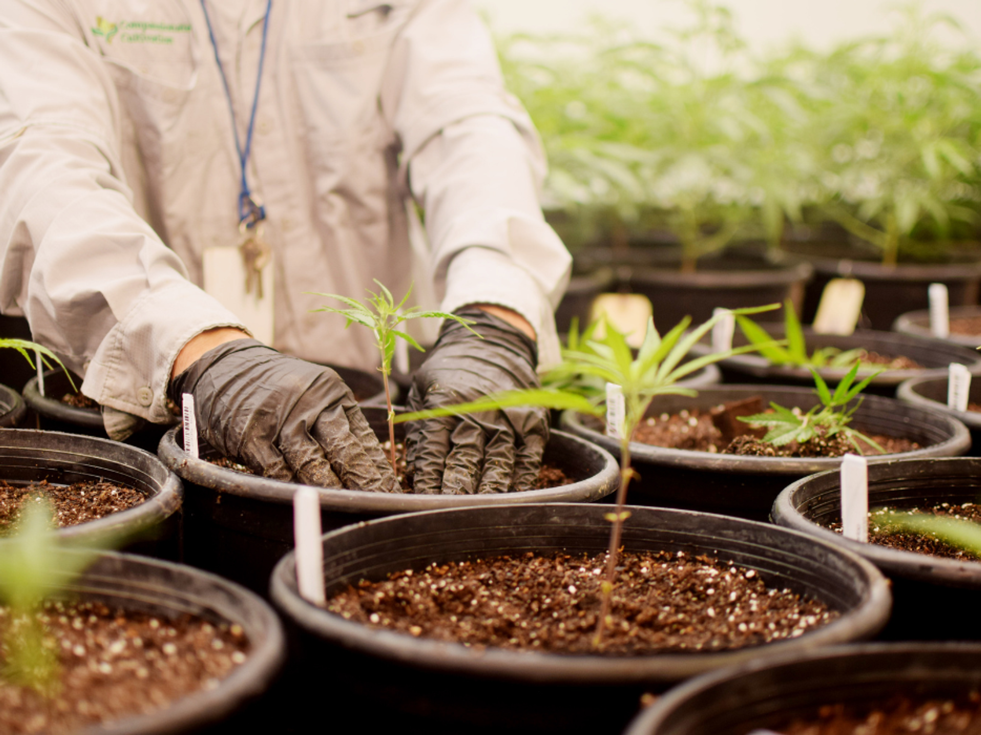 Medical marijuana plants