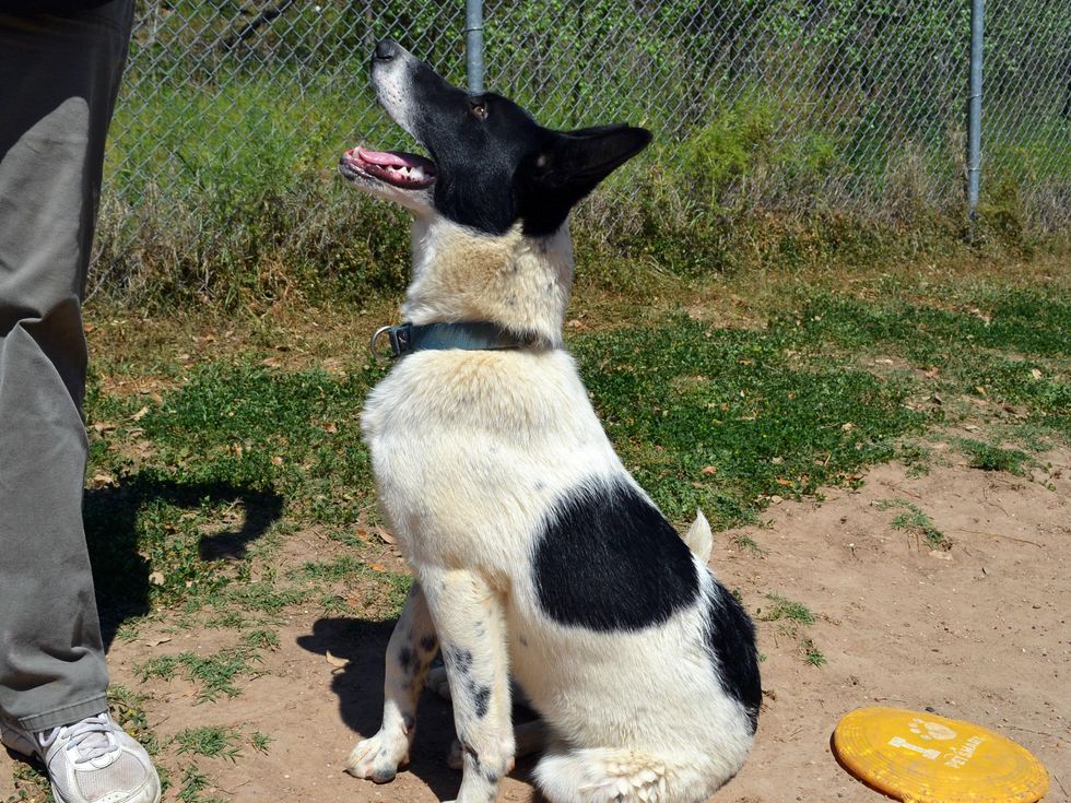 Mickey Mouse APA! pet of the week dog sitting for trainer