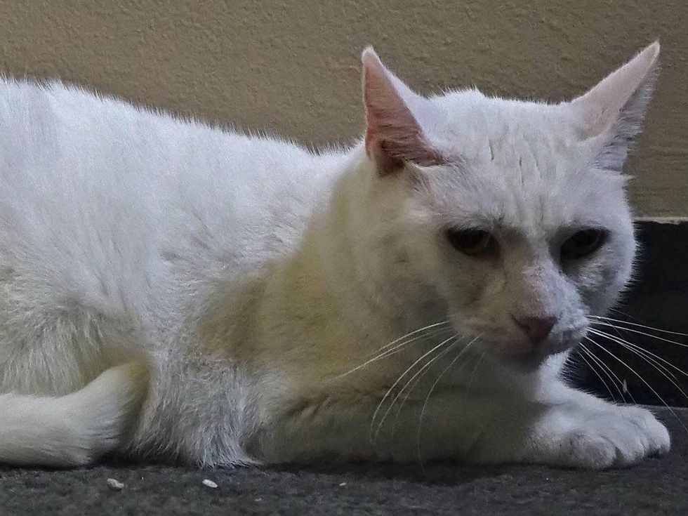 Mommy Austin Pets Alive!