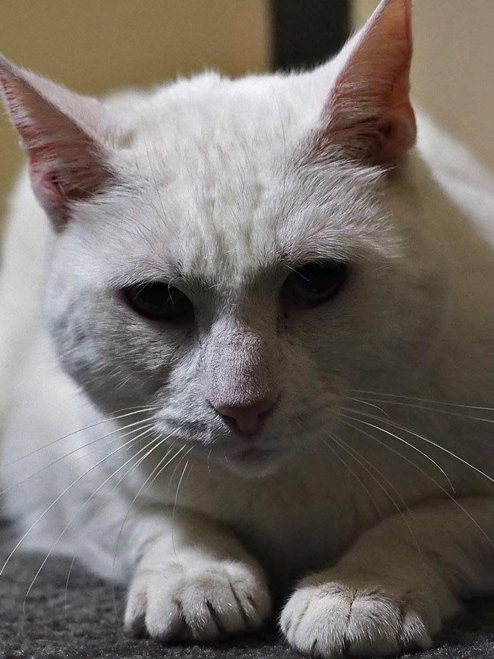 Mommy Austin Pets Alive!