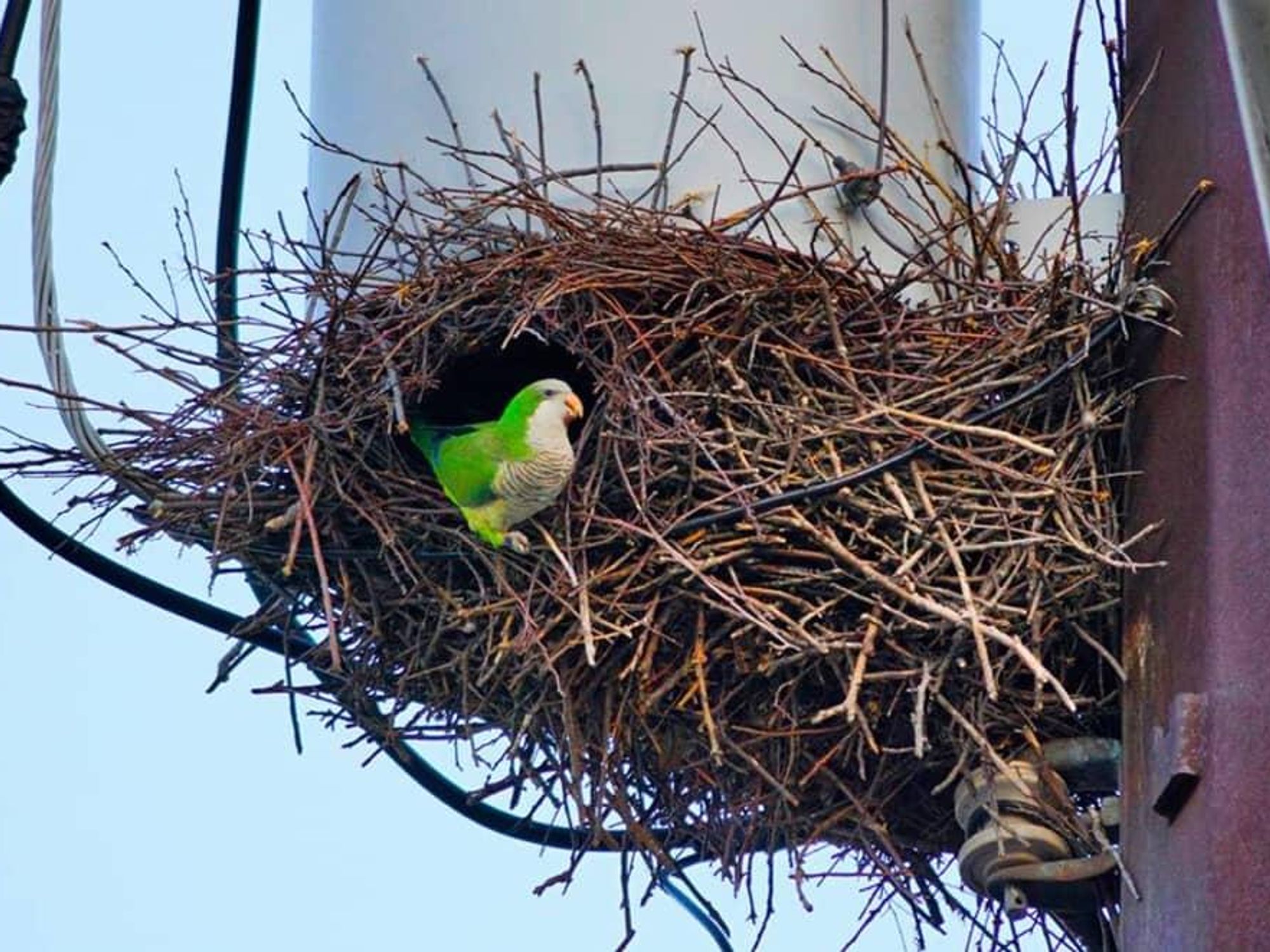 Monk Parakeet UT Intramural fields hyde park