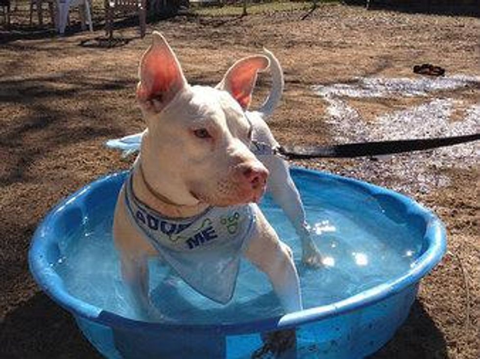 Morgan the APA! pet of the week dog loves her some pool time.