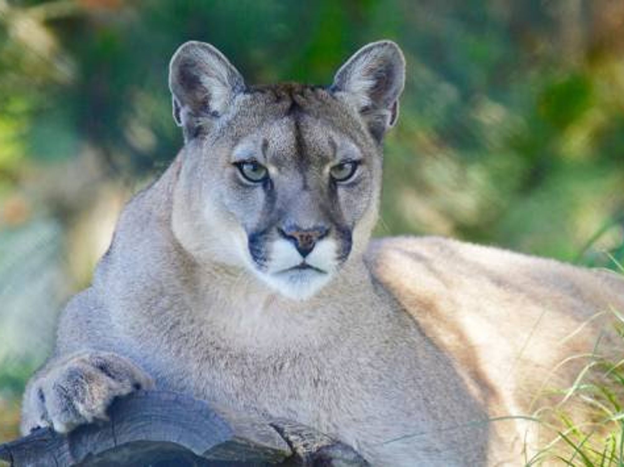 Mountain lion in Texas
